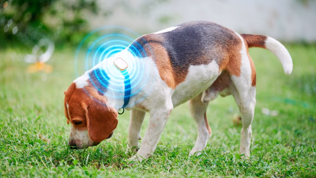 Díky O2 Connect už se váš mazlíček jen tak nezatoulá